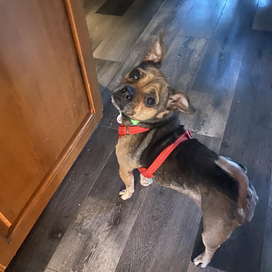 Enlarge Totes, a Adoptable mixed breed in Raleigh, NC image 2/5