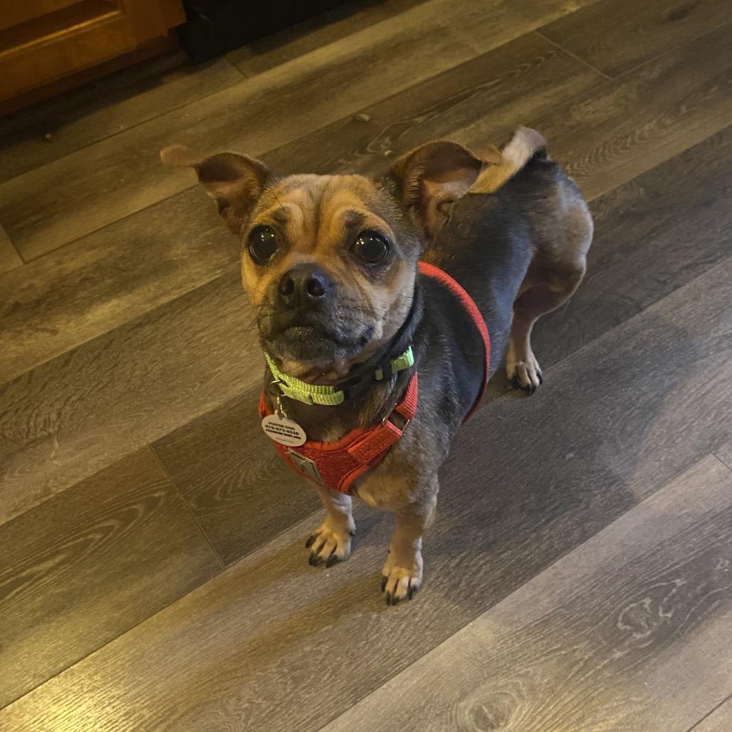 Enlarge Totes, a Adoptable mixed breed in Raleigh, NC image 3/5