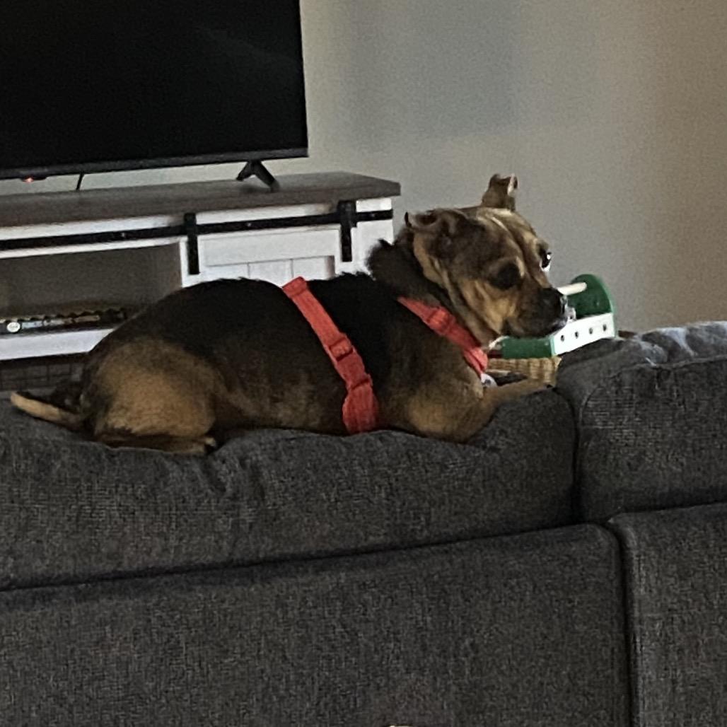 Enlarge Totes, a Adoptable mixed breed in Raleigh, NC image 4/5