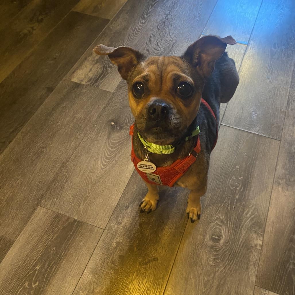 Enlarge Totes, a Adoptable mixed breed in Raleigh, NC image 5/5