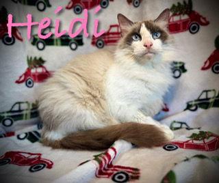 Enlarge Heidi, a Adoptable mixed breed in Pleasanton, TX image 1/2