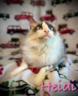 Enlarge Heidi, a Adoptable mixed breed in Pleasanton, TX image 2/2