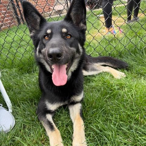Coretta, Adoptable, Young Female German Shepherd Dog & Mixed Breed.