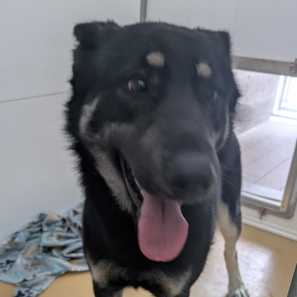 Enlarge Coretta, a Adoptable mixed breed in Winston Salem, NC image 2/2