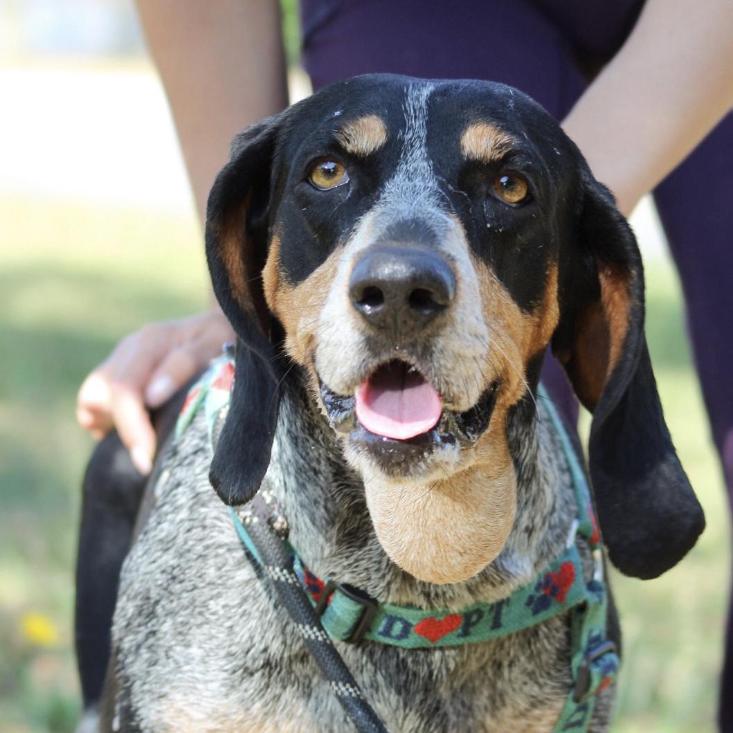 Enlarge Carolina Gold, a Adoptable Bluetick Coonhound in Port Byron , NY image 6/6