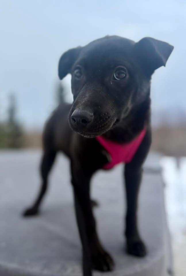 Octavia, Adoptable, Puppy Female Labrador Retriever & Australian Shepherd.