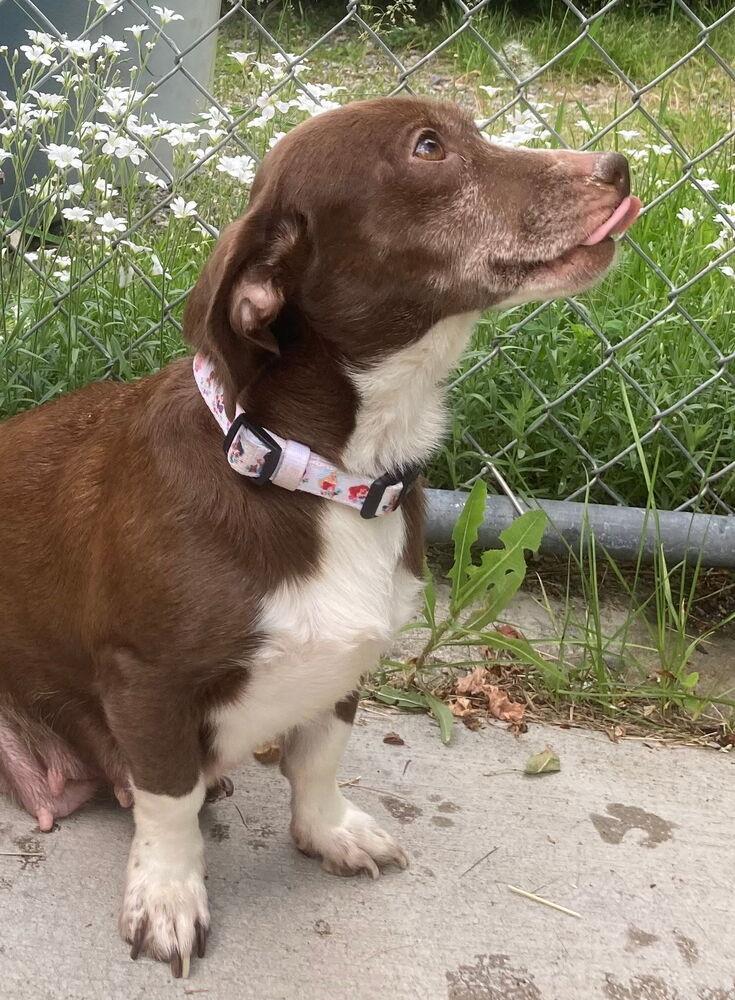 Enlarge Eden, a Adoptable mixed breed in Spokane, WA image 2/4