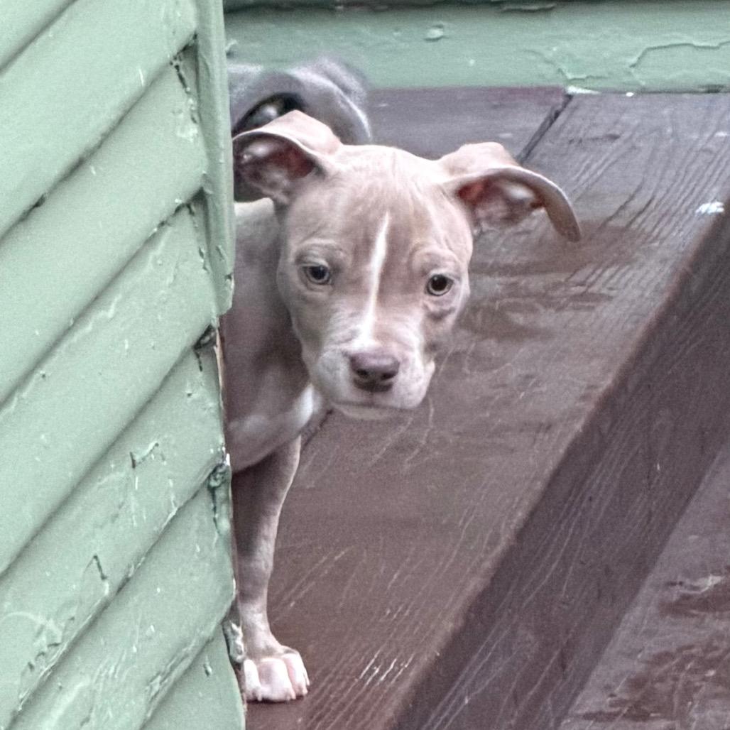 Maisie, Adoptable, Puppy Female Pit Bull Terrier.