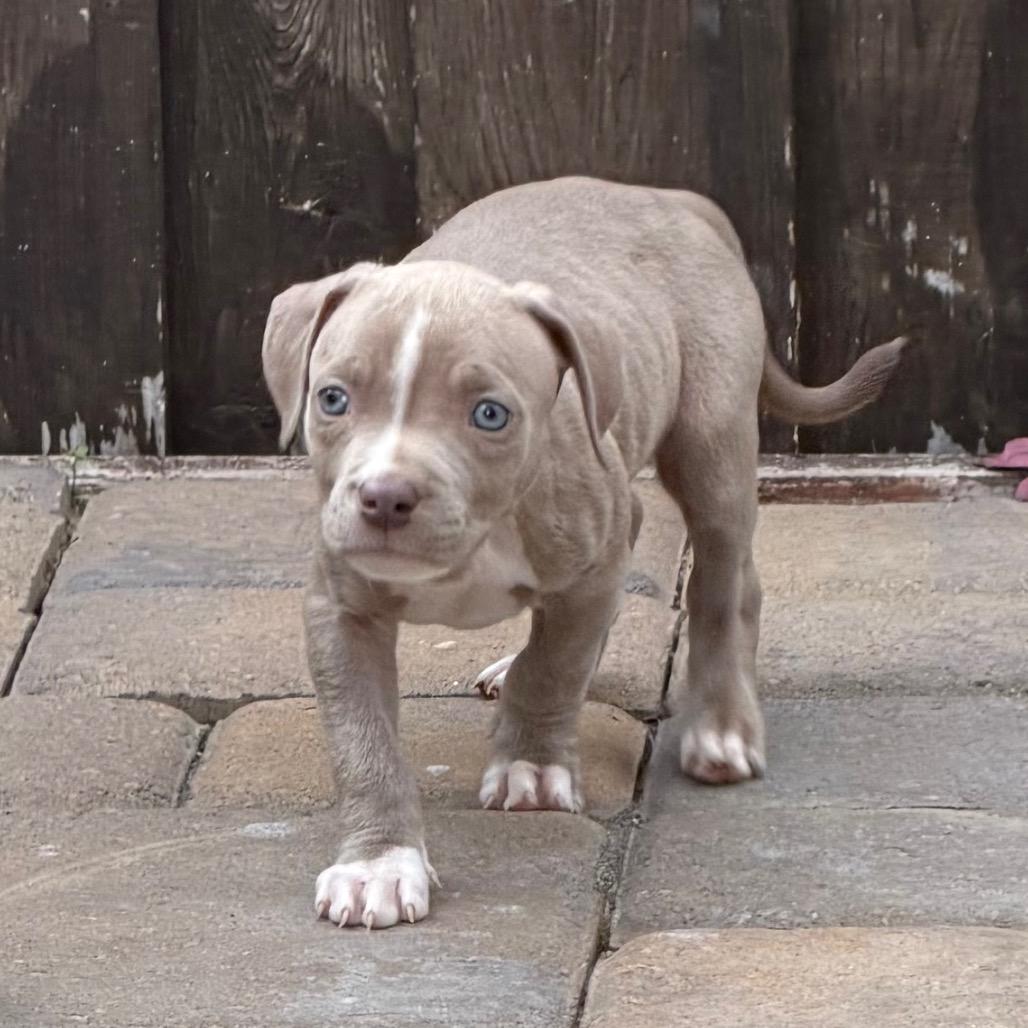 Enlarge Maisie, a Adoptable Pit Bull Terrier in Sacramento, CA image 2/6