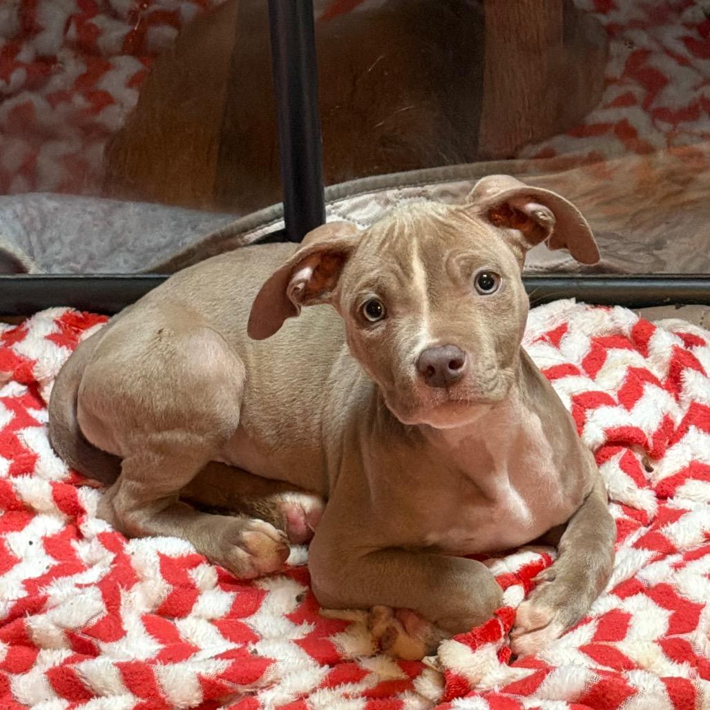 Enlarge Maisie, a Adoptable Pit Bull Terrier in Sacramento, CA image 3/6