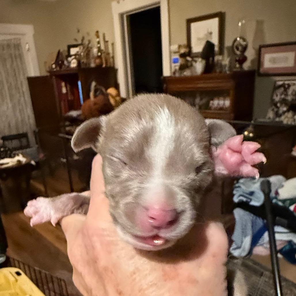 Enlarge Maisie, a Adoptable Pit Bull Terrier in Sacramento, CA image 4/6