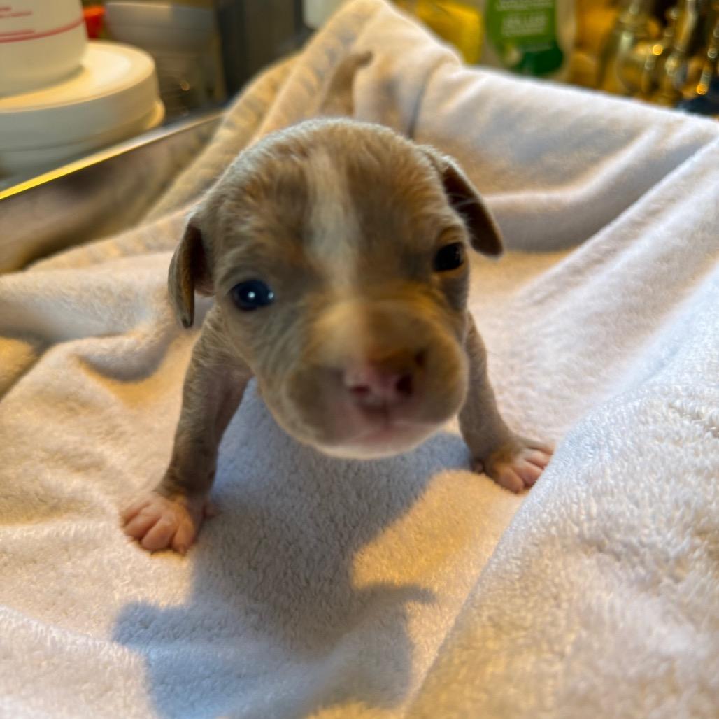 Enlarge Maisie, a Adoptable Pit Bull Terrier in Sacramento, CA image 5/6