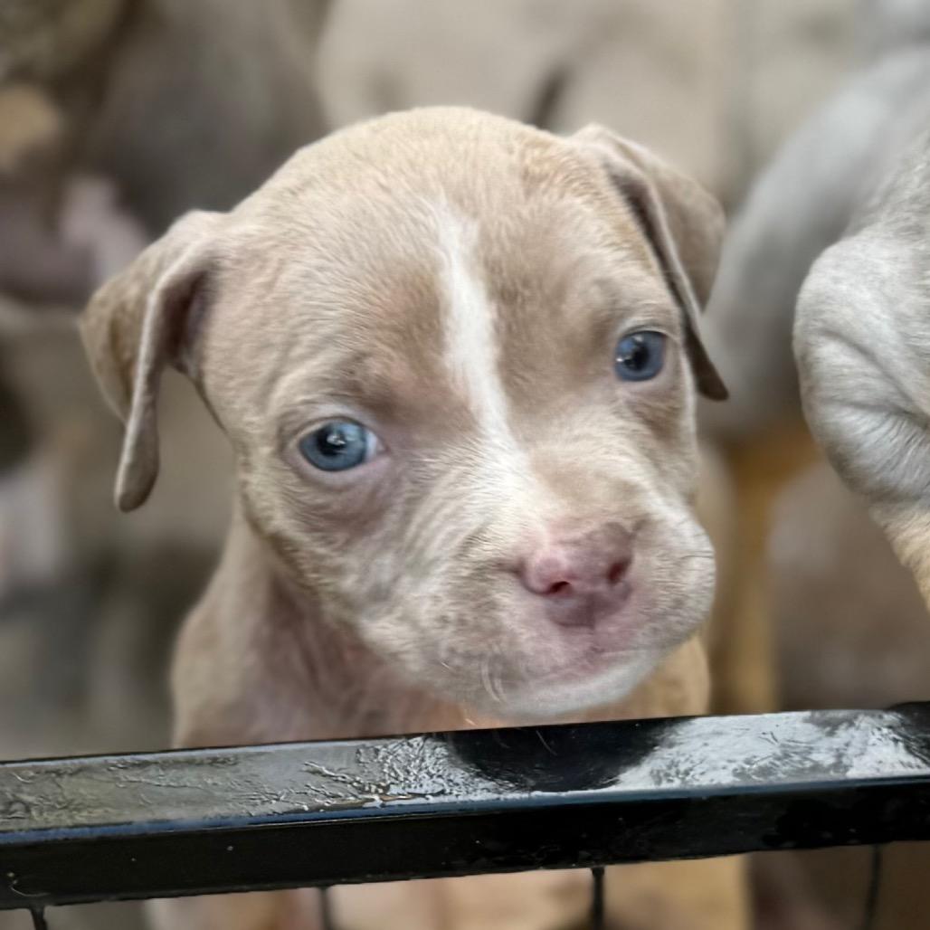 Enlarge Maisie, a Adoptable Pit Bull Terrier in Sacramento, CA image 6/6