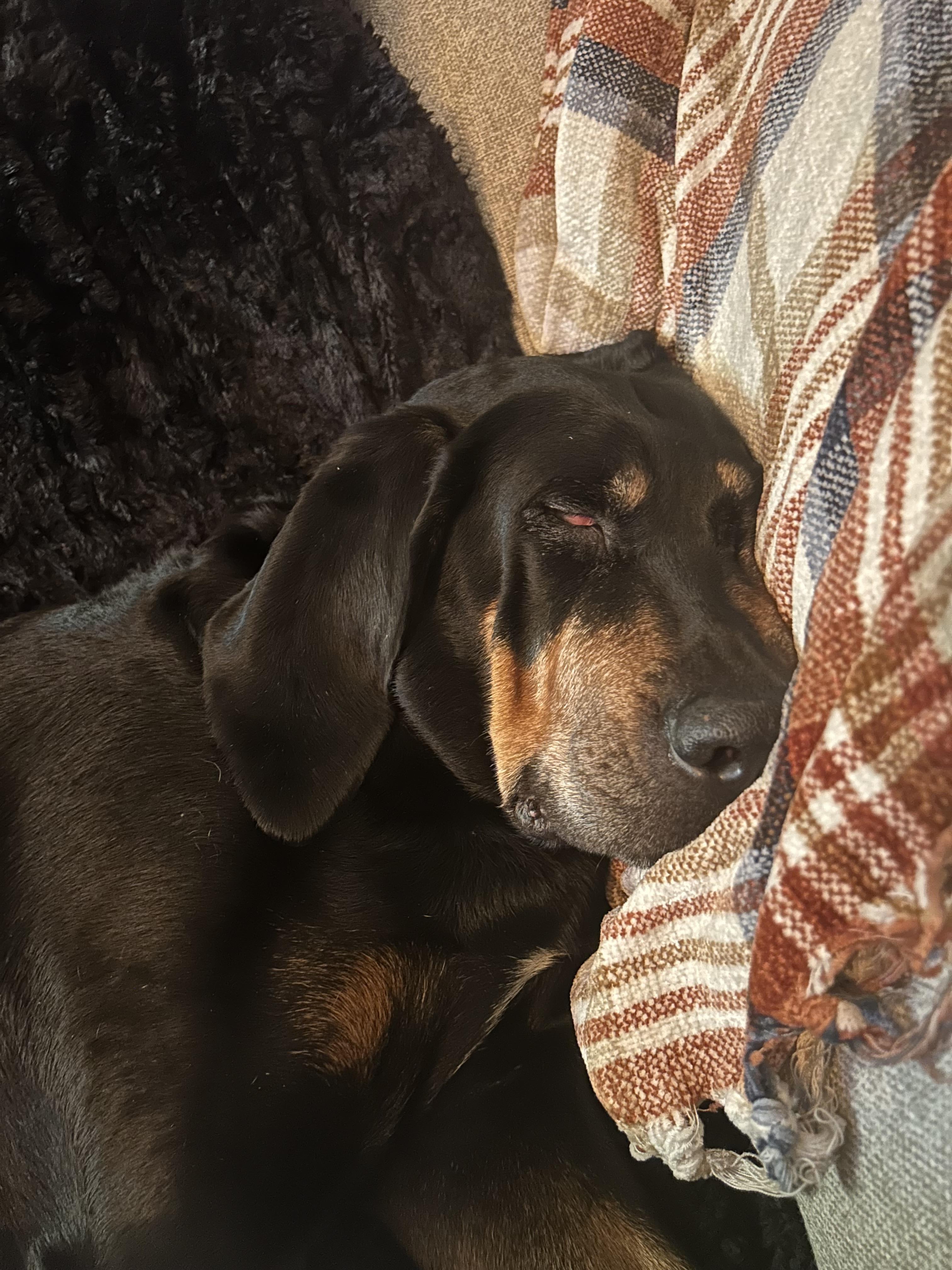 Stella Mae, a ADOPTABLE mixed breed in Silvana, WA image 3/4