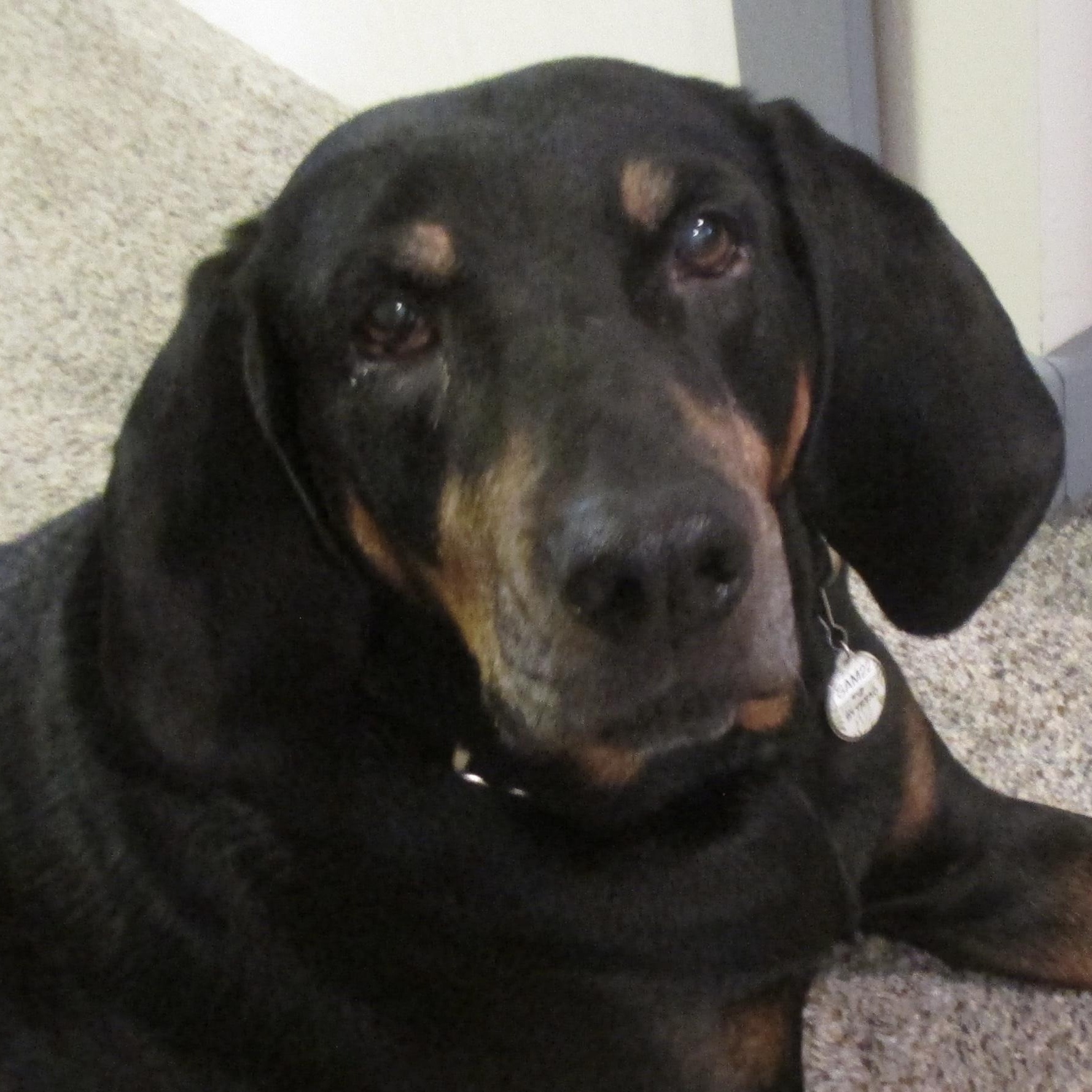 Enlarge Stella Mae, a ADOPTABLE mixed breed in Silvana, WA image 1/4