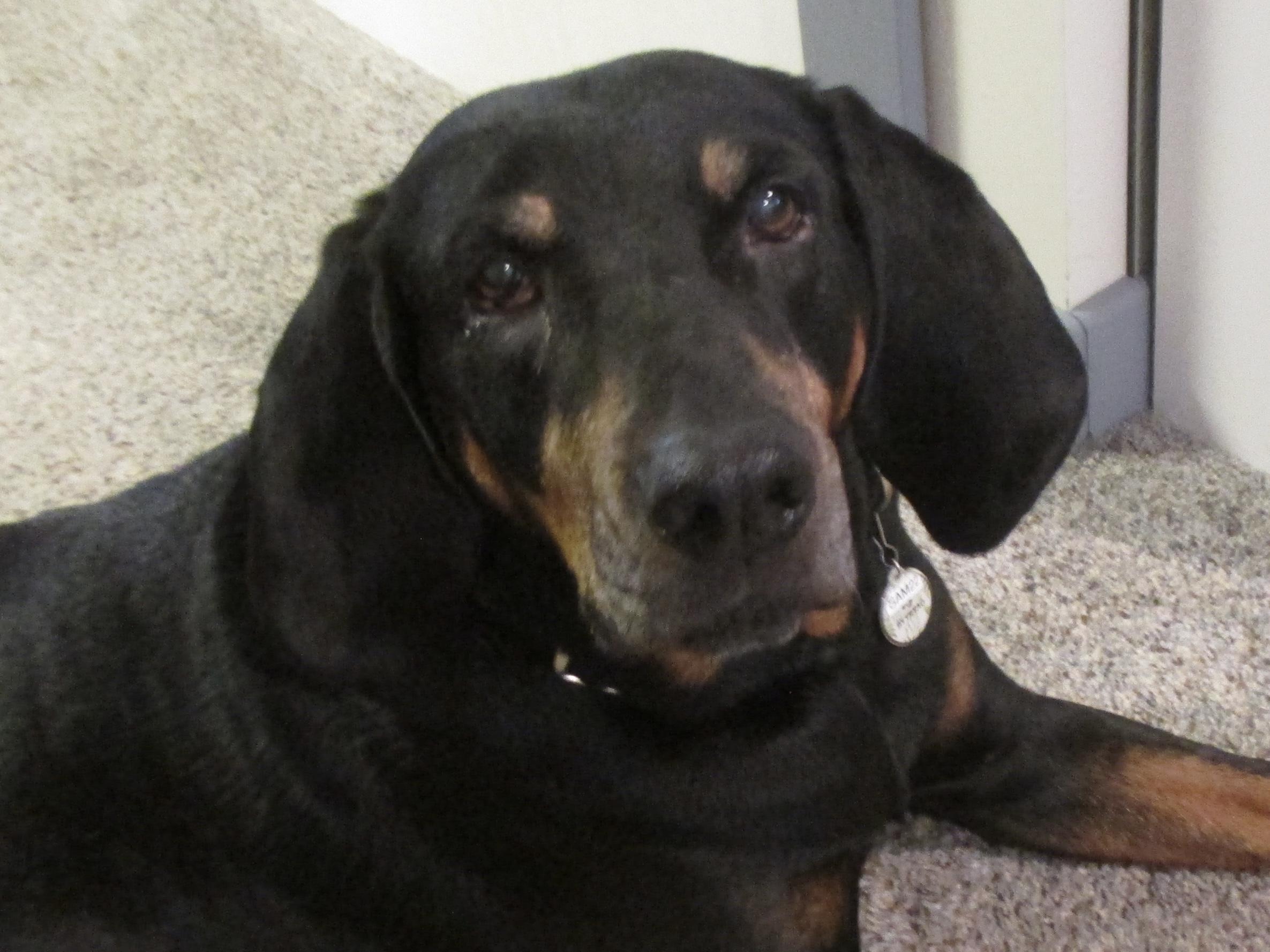 Stella Mae, a ADOPTABLE mixed breed in Silvana, WA image 4/4