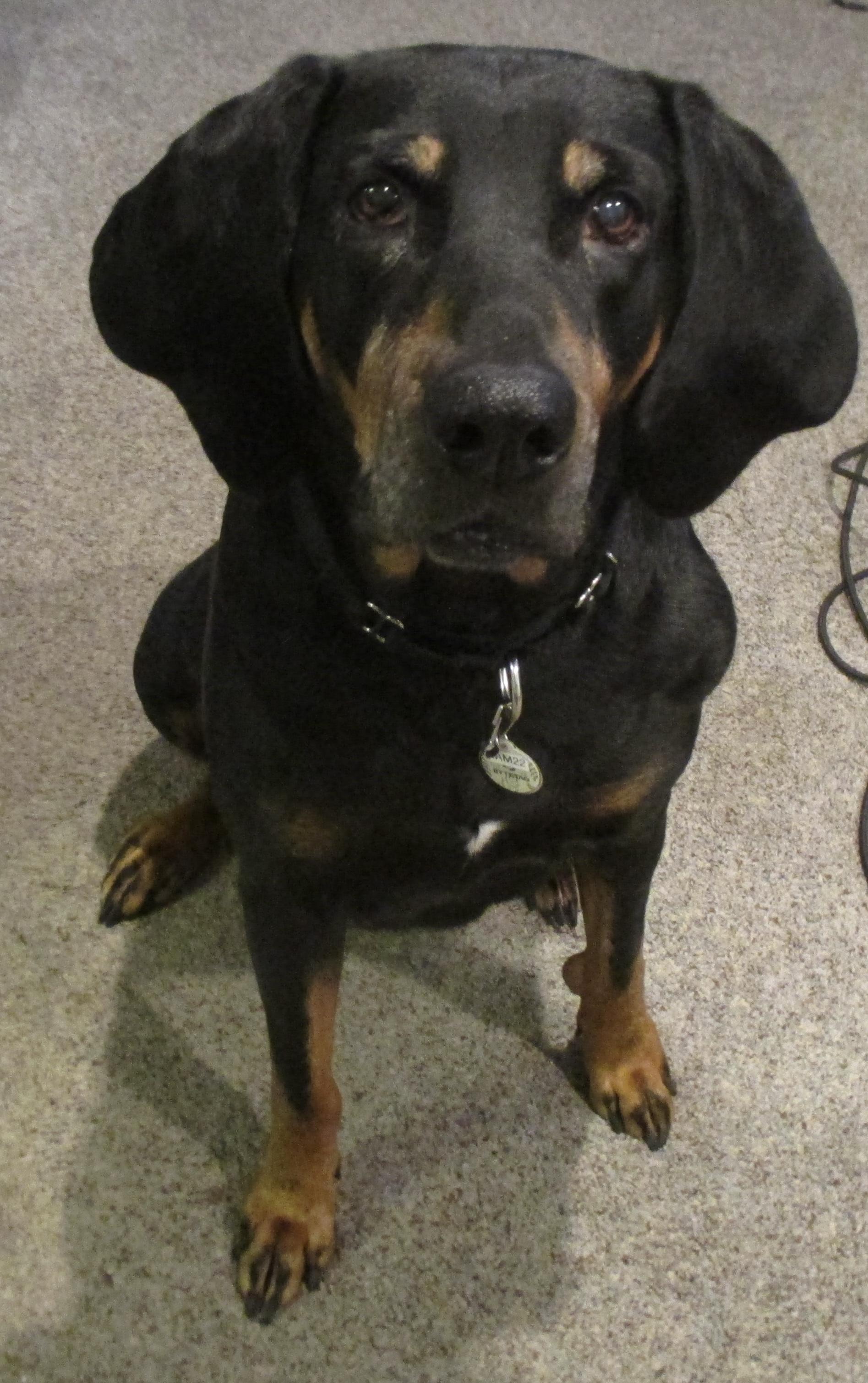 Stella Mae, ADOPTABLE, Senior Female Black and Tan Coonhound.