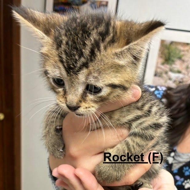 Enlarge Rocket, a Adoptable Domestic Short Hair in West Orange, NJ image 1/1