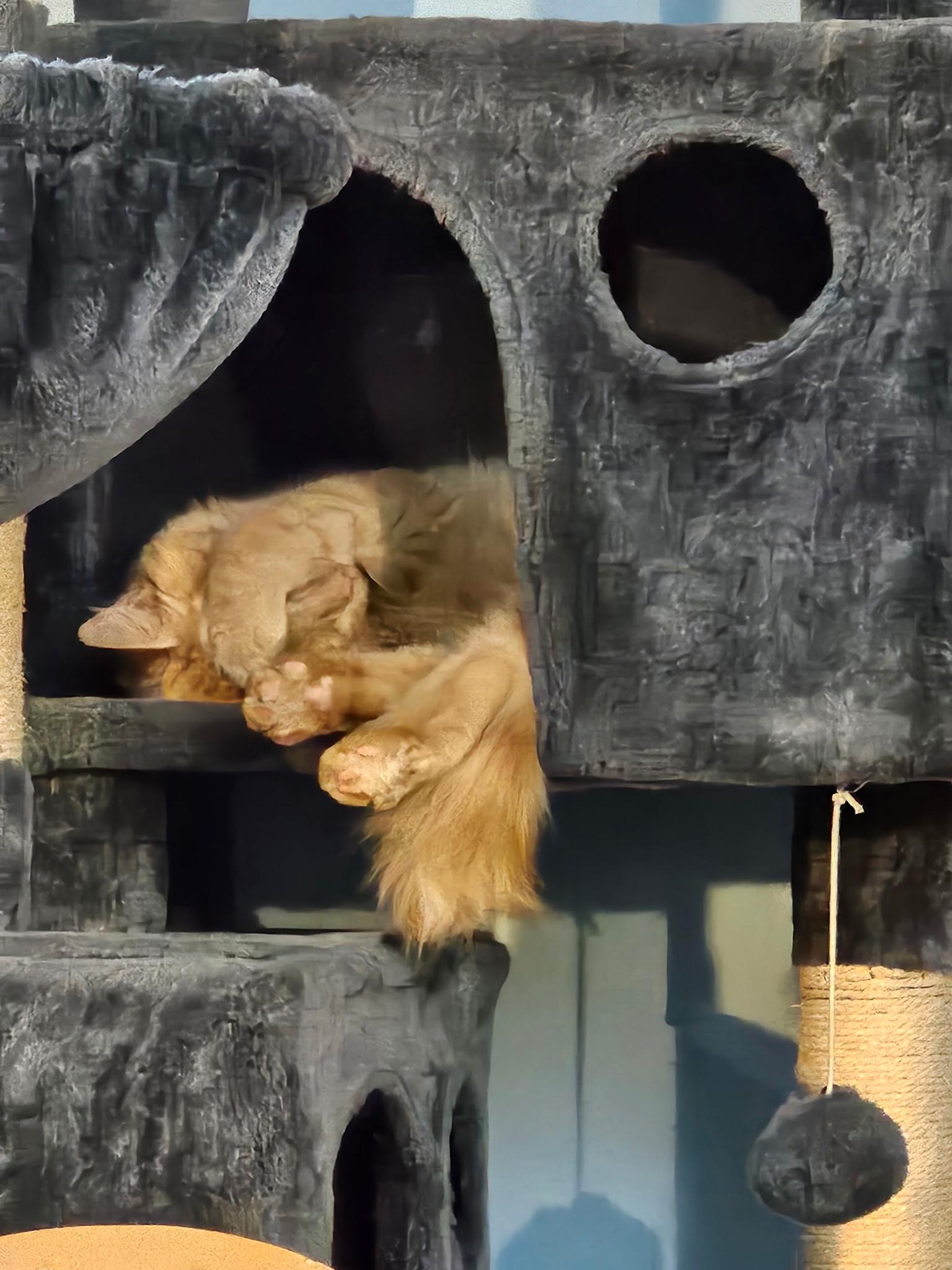 Cuddles, a Adoptable Tabby in Waynesboro, VA image 4/6