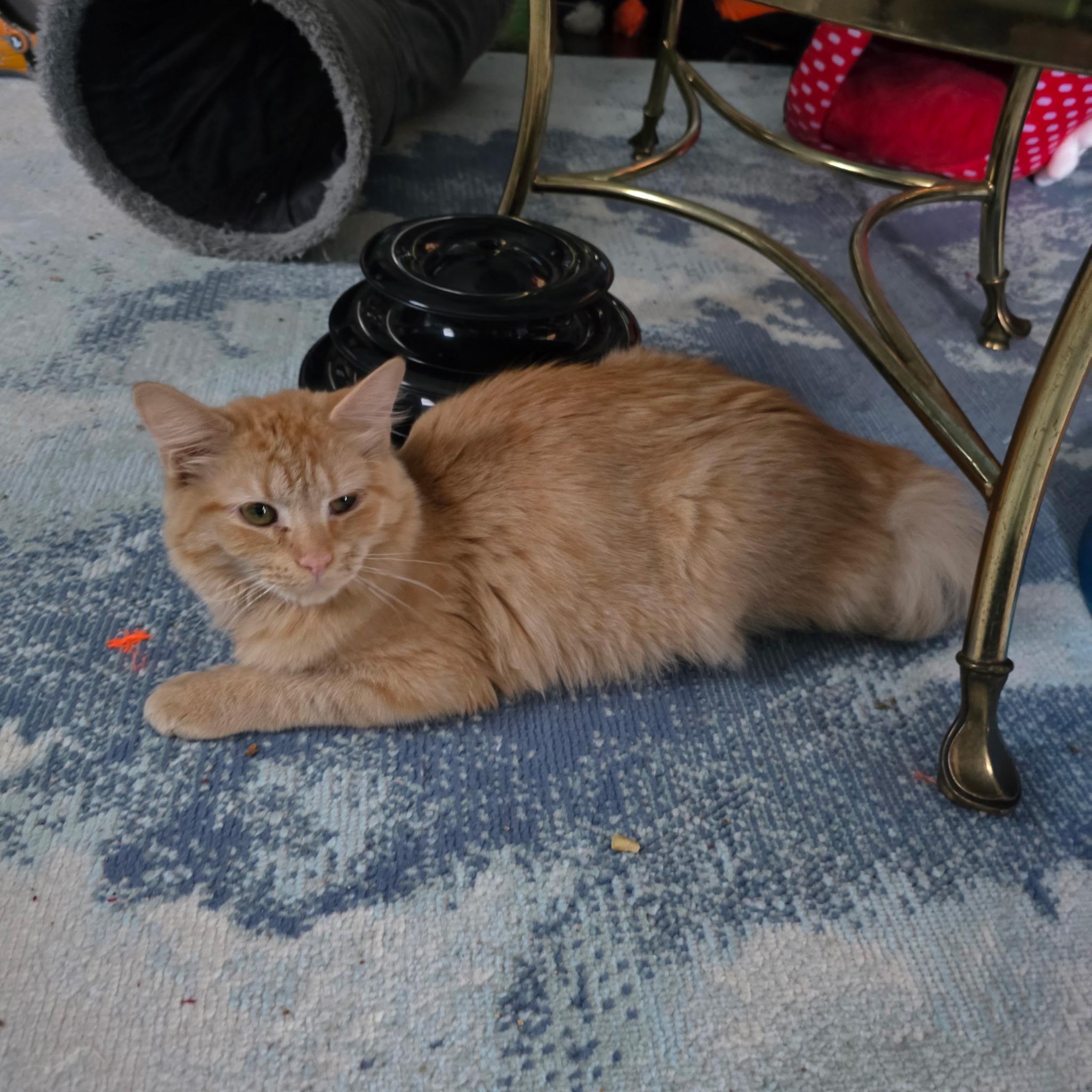 Cuddles, a Adoptable Tabby in Waynesboro, VA image 3/6