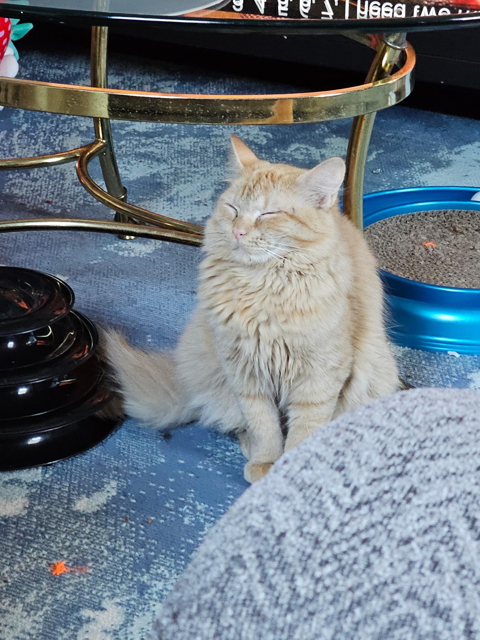 Cuddles, a Adoptable Tabby in Waynesboro, VA image 1/6