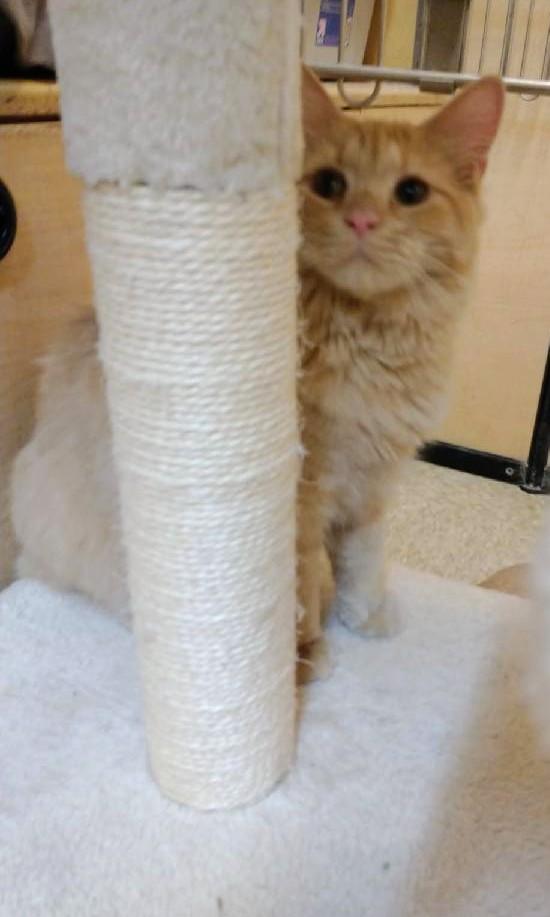 Cuddles, a Adoptable Tabby in Waynesboro, VA image 2/6