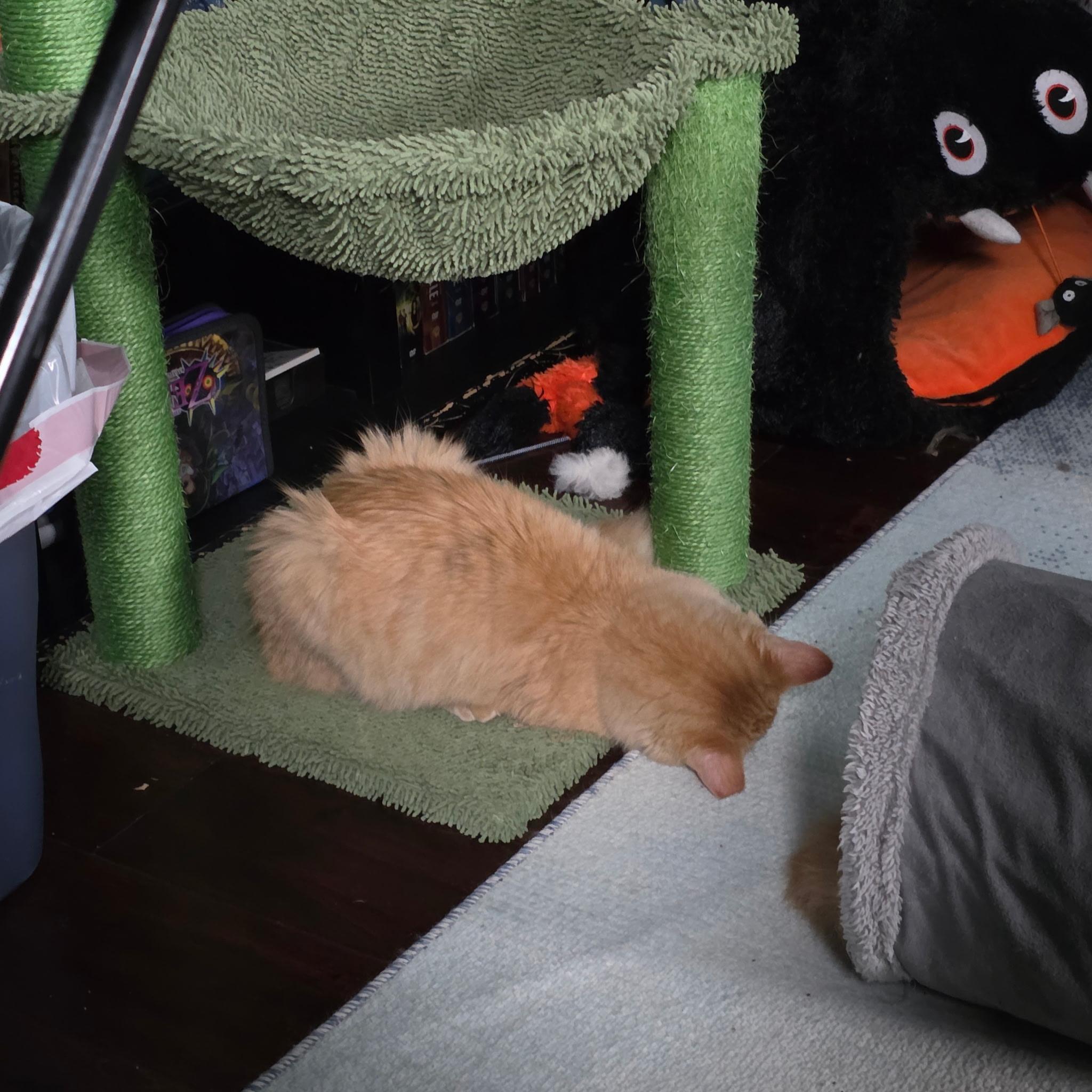 Cuddles, a Adoptable Tabby in Waynesboro, VA image 6/6