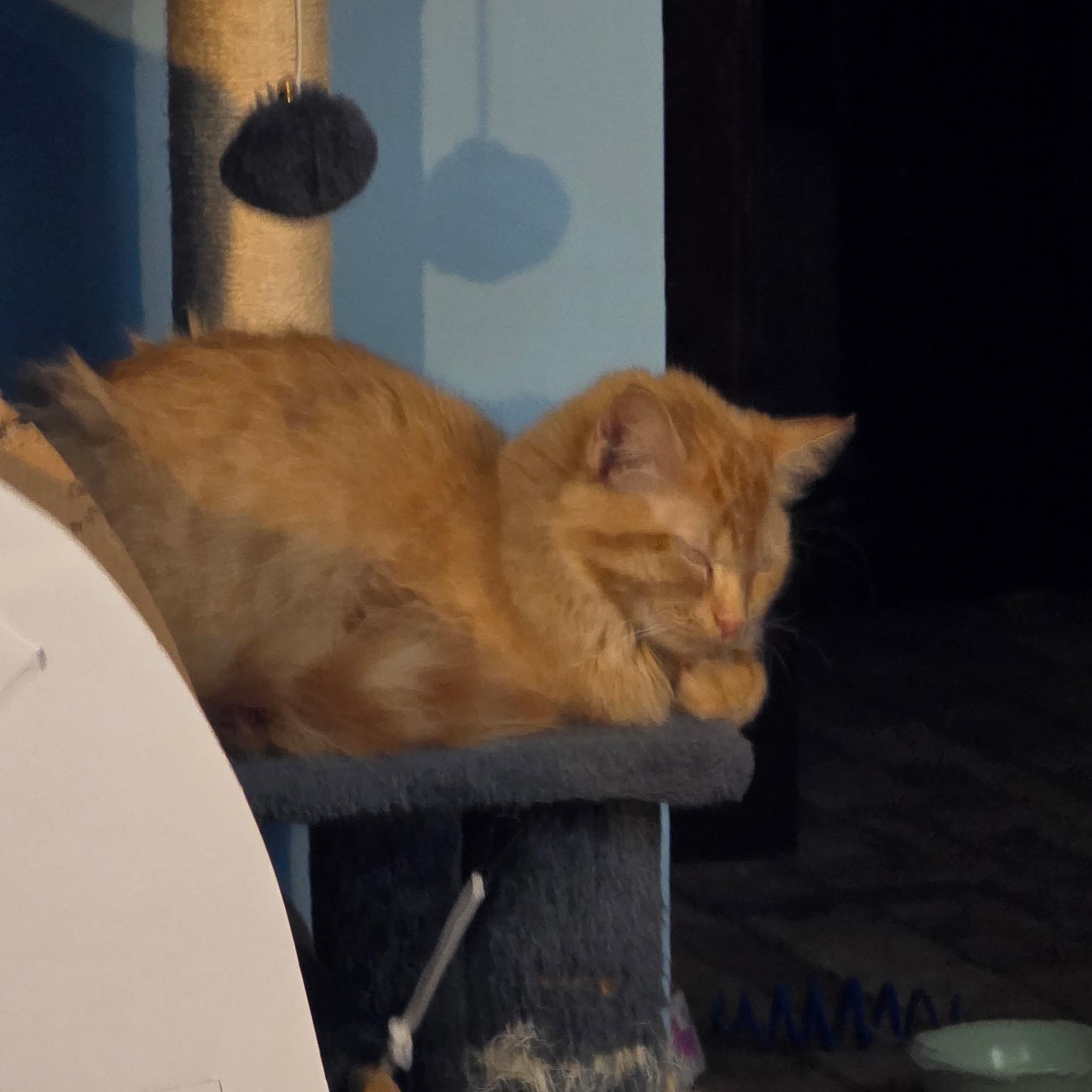 Cuddles, a Adoptable Tabby in Waynesboro, VA image 5/6