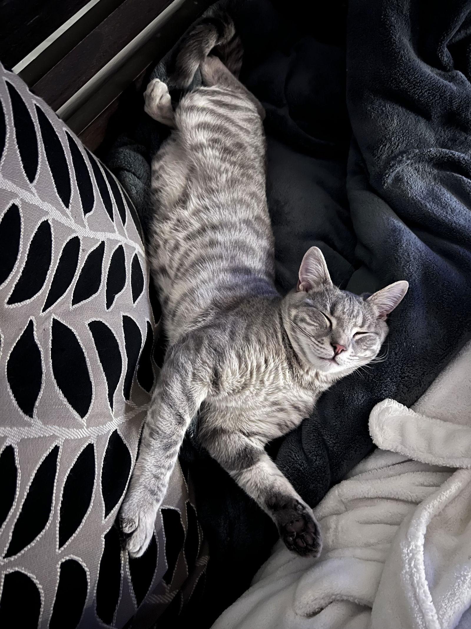 Allan*, Adoptable, Young Male Domestic Short Hair.