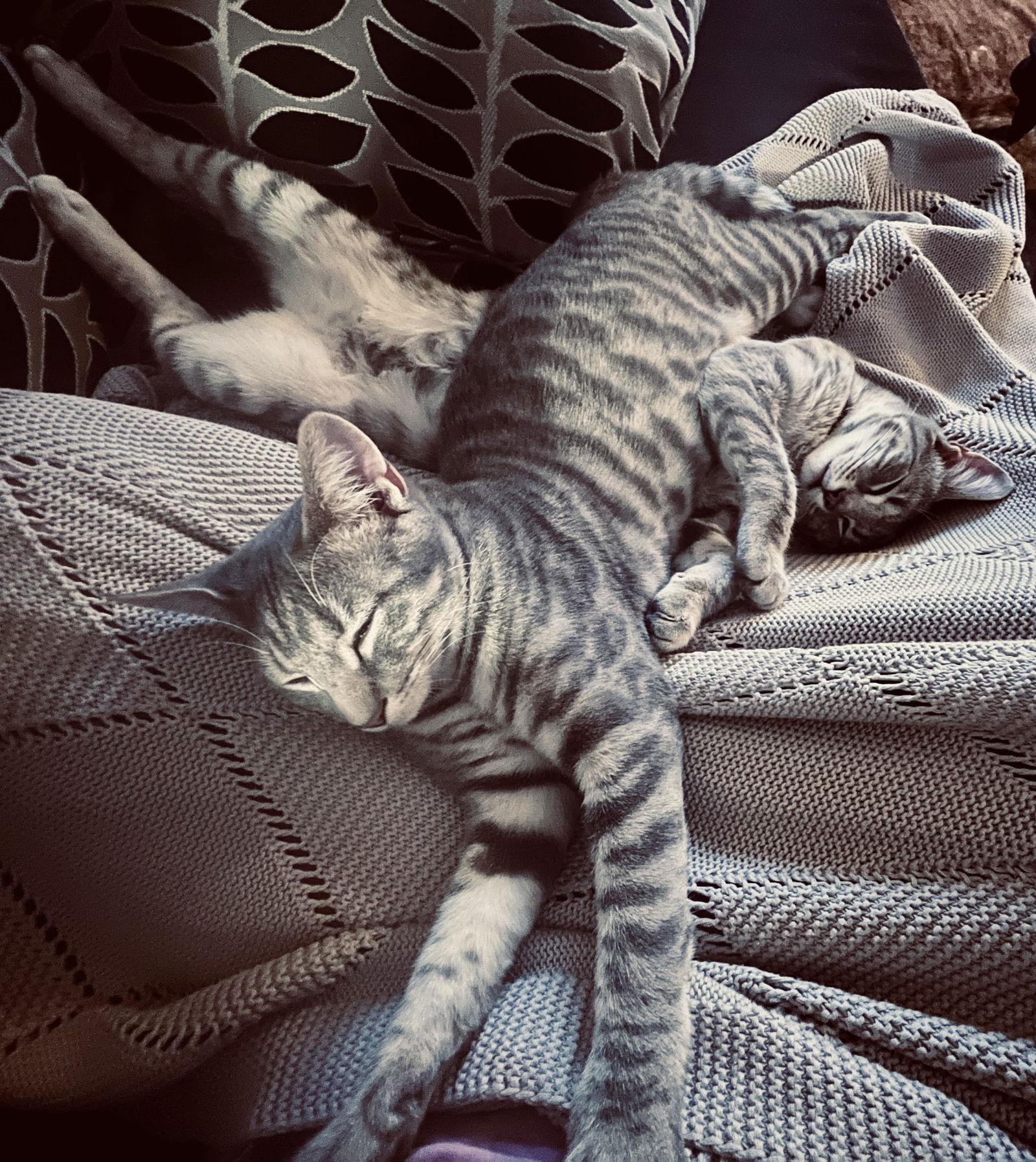 Enlarge Allan*, a Adoptable Domestic Short Hair in Trexlertown, PA image 2/3