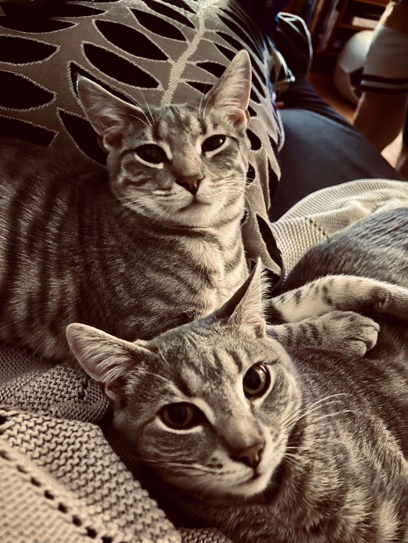 Enlarge Allan*, a Adoptable Domestic Short Hair in Trexlertown, PA image 3/3