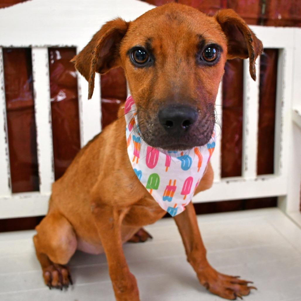 Enlarge Faith, a Adoptable Black Mouth Cur in Beaumont, TX image 1/3