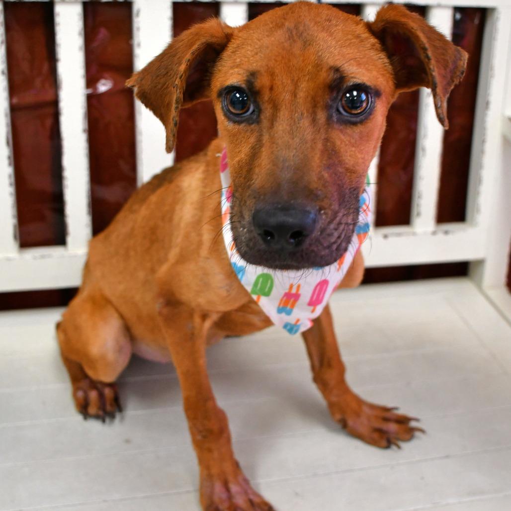 Enlarge Faith, a Adoptable Black Mouth Cur in Beaumont, TX image 2/3