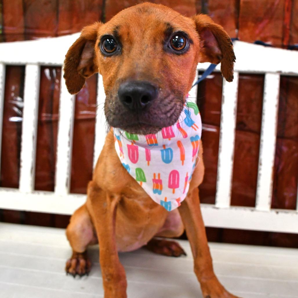 Enlarge Faith, a Adoptable Black Mouth Cur in Beaumont, TX image 3/3