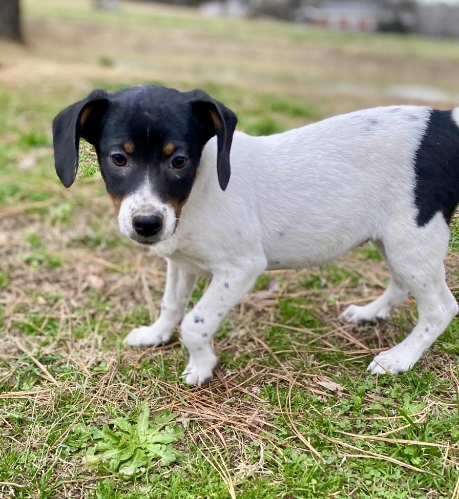 Bunnie, Adoptable, Puppy Female Beagle & Terrier.