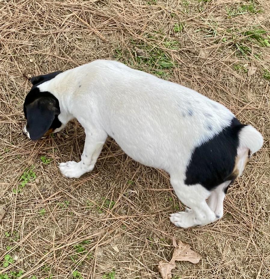 Enlarge Bunnie, a Adoptable mixed breed in Pembroke, MA image 4/4