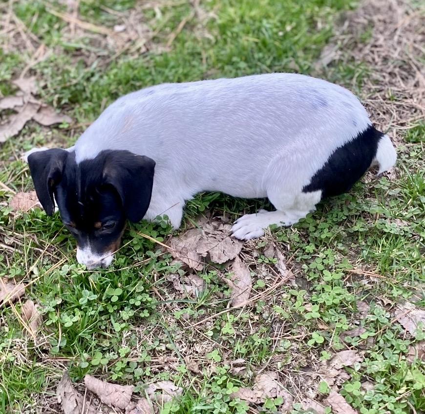 Enlarge Bunnie, a Adoptable mixed breed in Pembroke, MA image 3/4