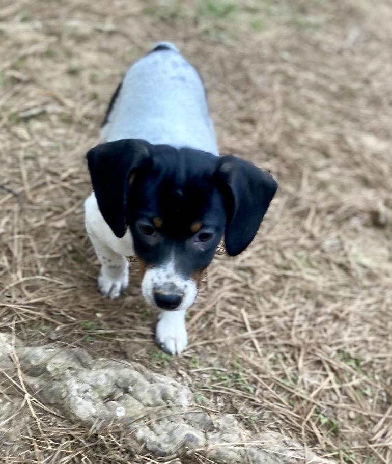 Enlarge Bunnie, a Adoptable mixed breed in Pembroke, MA image 2/4