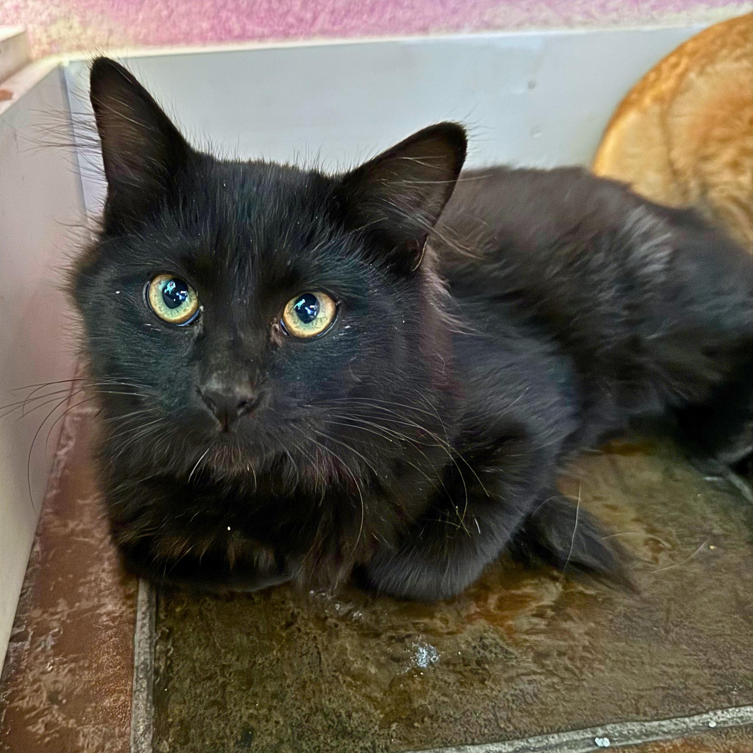 Enlarge Boo, a Adopted Domestic Long Hair in Ridgway, CO image 1/6