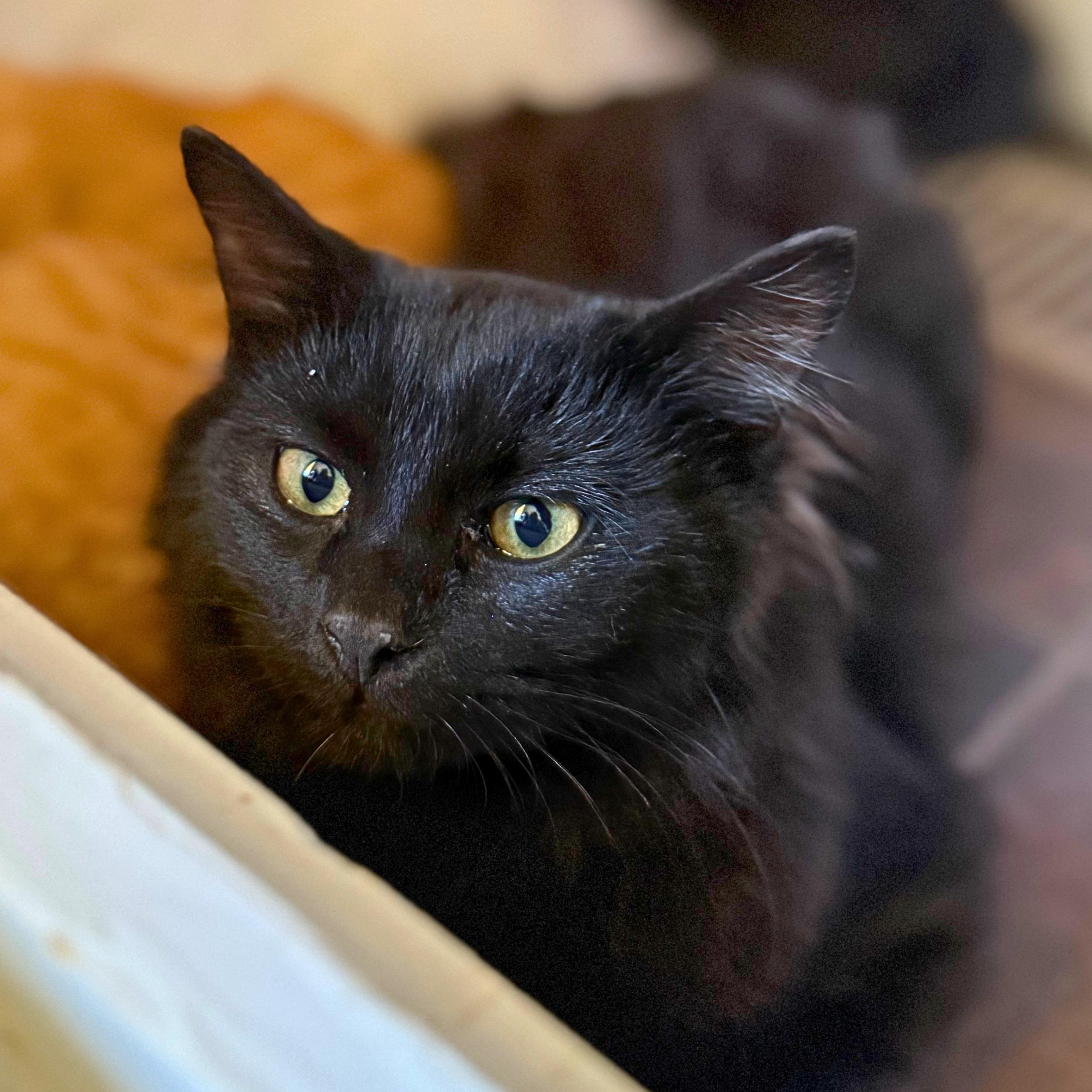 Enlarge Boo, a Adopted Domestic Long Hair in Ridgway, CO image 5/6
