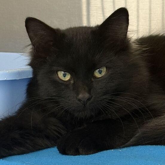 Enlarge Boo, a Adopted Domestic Long Hair in Ridgway, CO image 2/6