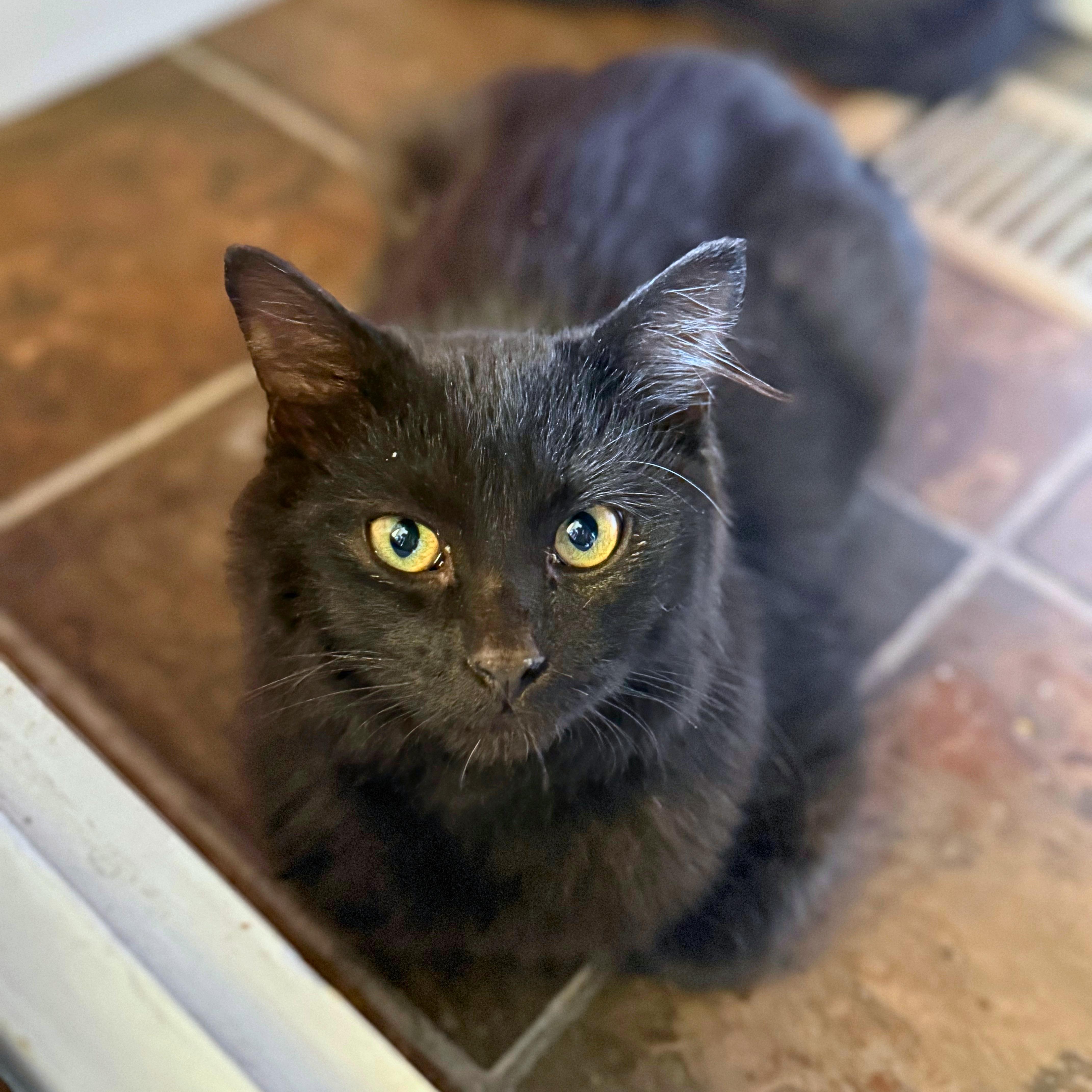 Enlarge Boo, a Adopted Domestic Long Hair in Ridgway, CO image 4/6