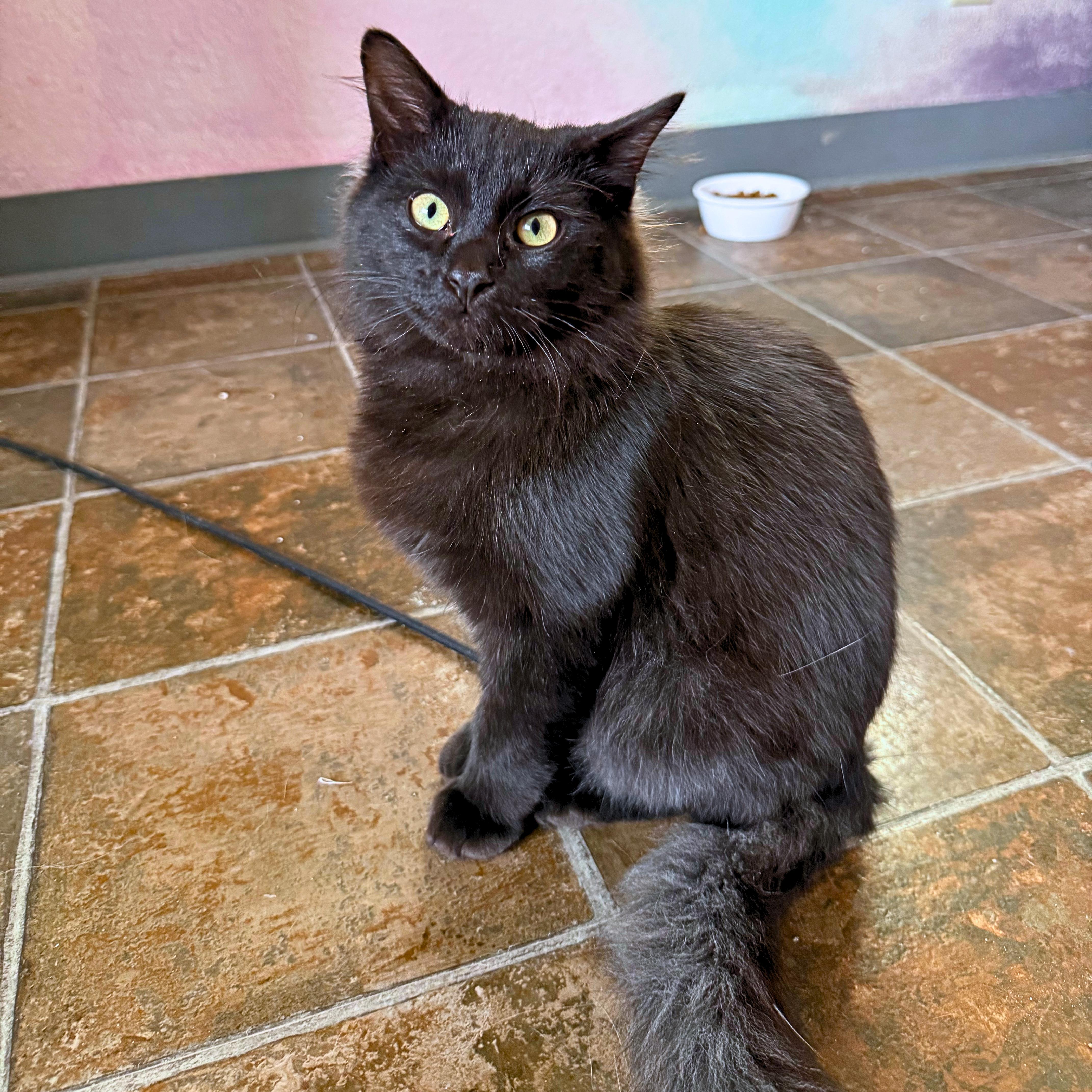 Enlarge Boo, a Adopted Domestic Long Hair in Ridgway, CO image 6/6