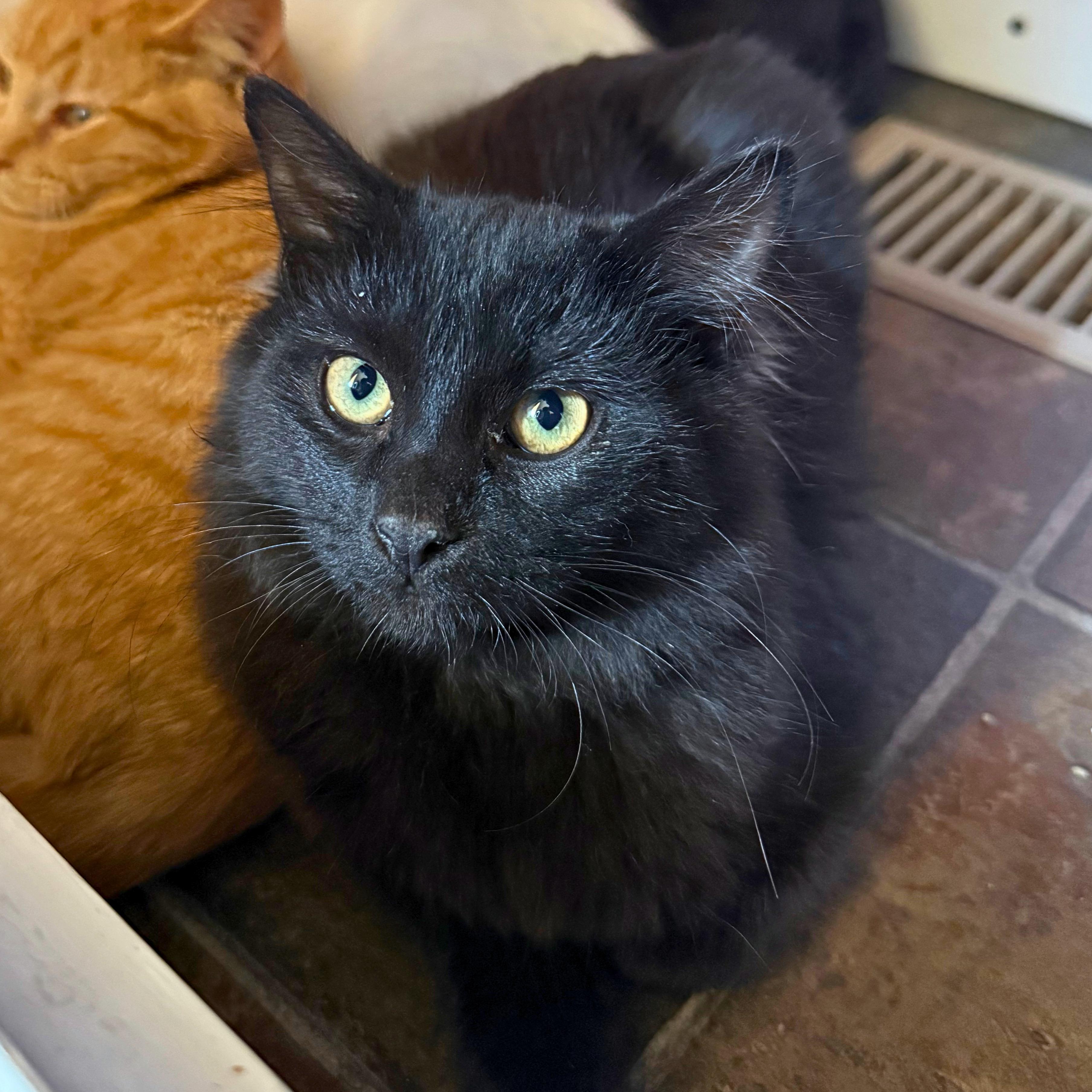 Enlarge Boo, a Adopted Domestic Long Hair in Ridgway, CO image 3/6