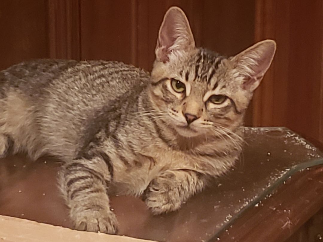 Nathaniel, a Adoptable mixed breed in Houston, TX image 4/8