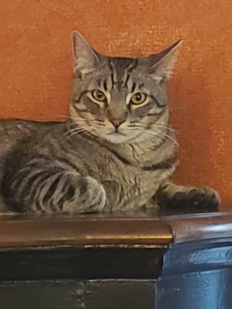 Nathaniel, a Adoptable mixed breed in Houston, TX image 5/8