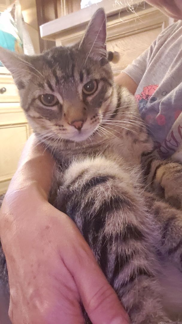 Nathaniel, a Adoptable mixed breed in Houston, TX image 6/8