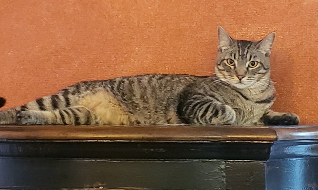 Enlarge Nathaniel, a Adoptable mixed breed in Houston, TX image 7/8