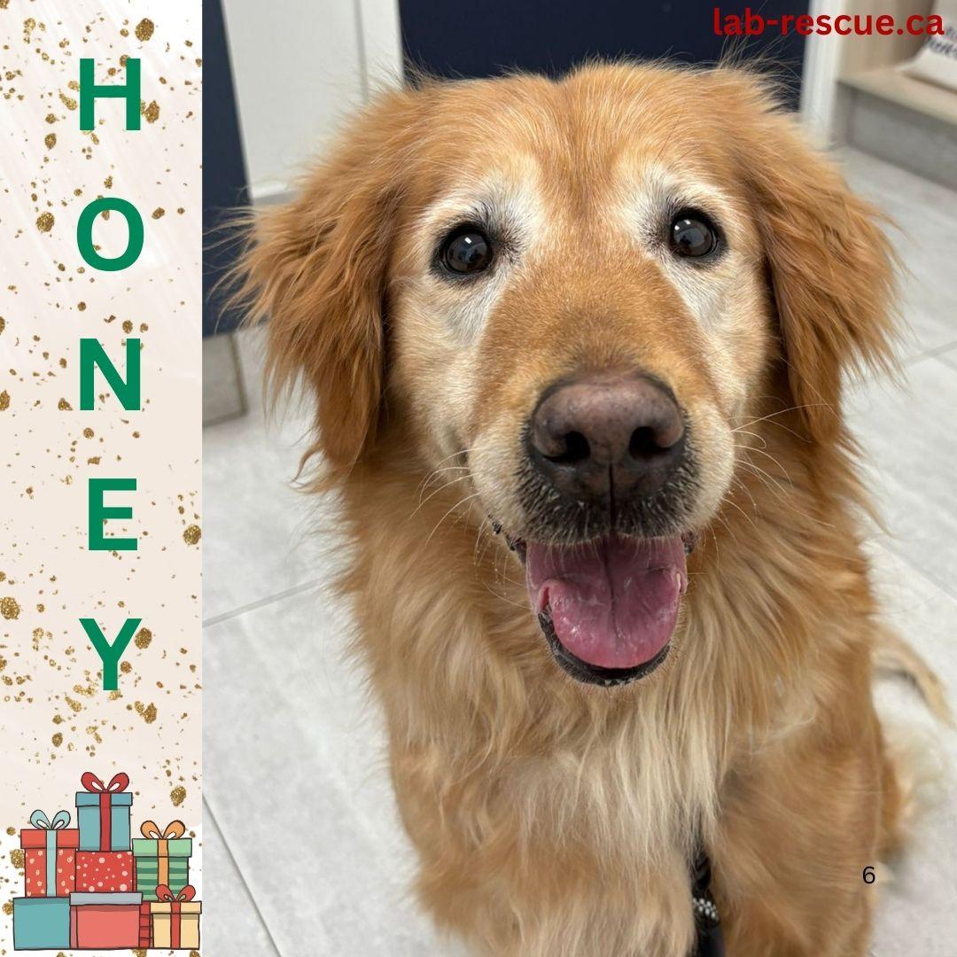 Honey , ADOPTABLE, Adult Female Golden Retriever.