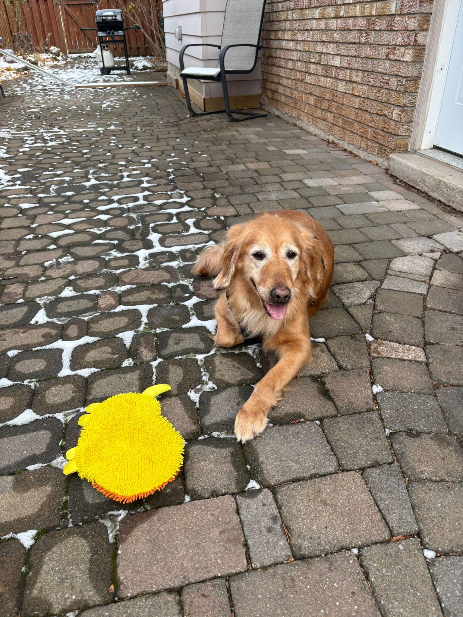 Honey , a ADOPTABLE Golden Retriever in Oakville, ON image 2/5